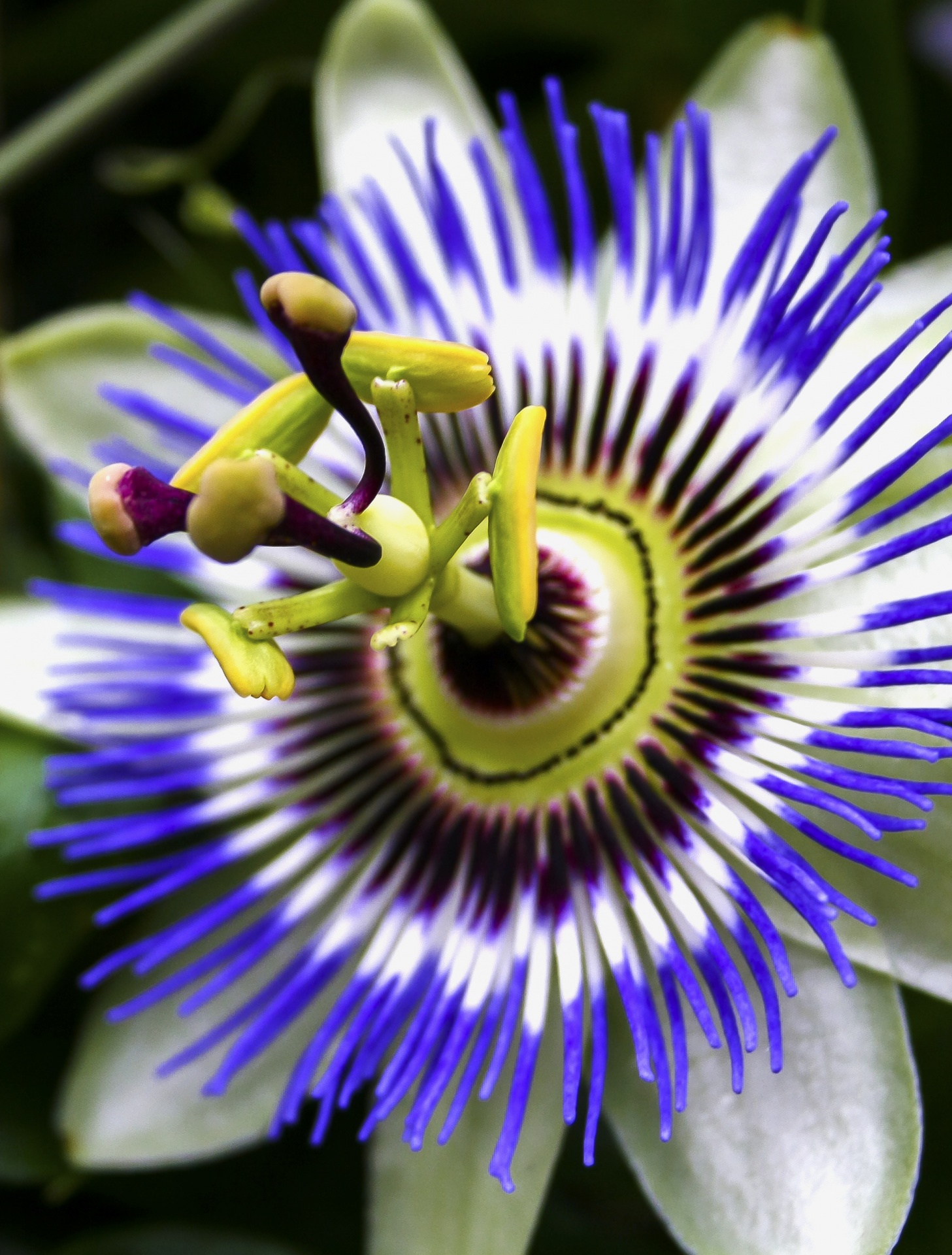 Passiflora Passion Flower Free Stock Photo - Public Domain Pictures