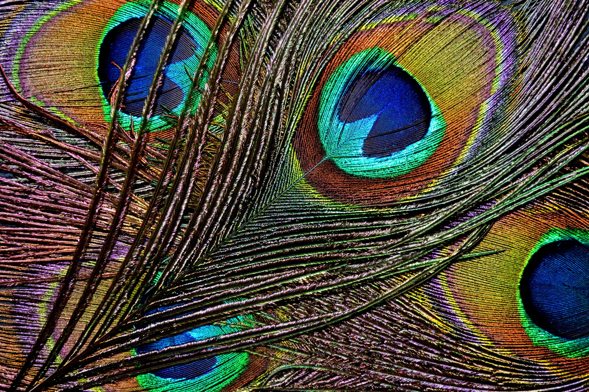 Peacock Feathers Free Stock Photo - Public Domain Pictures