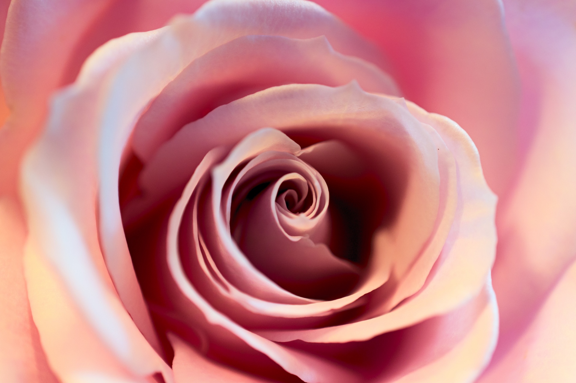 pink-rose-free-stock-photo-public-domain-pictures