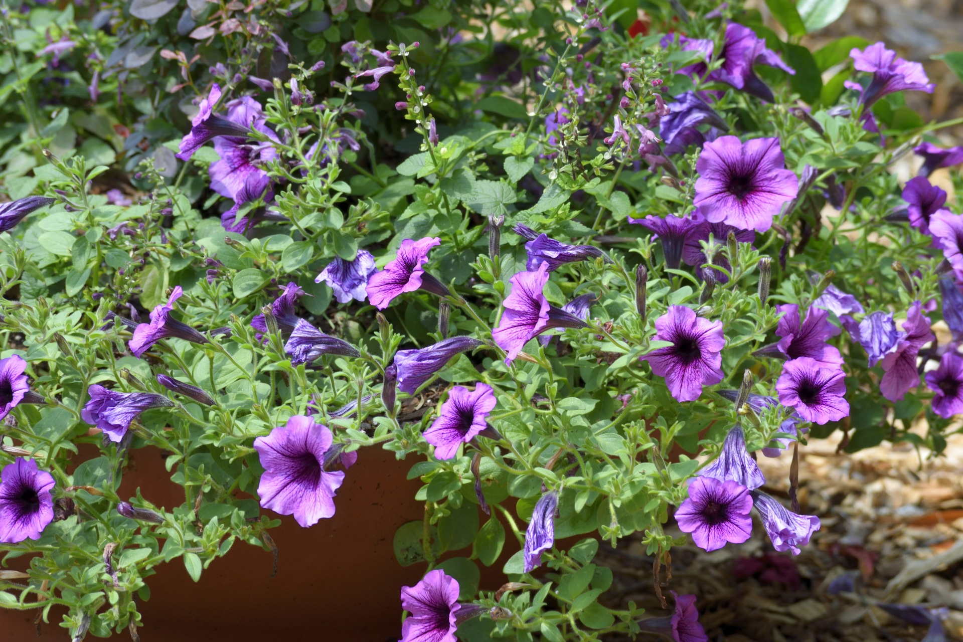 Purple Petunias Flowers Free Stock Photo - Public Domain Pictures