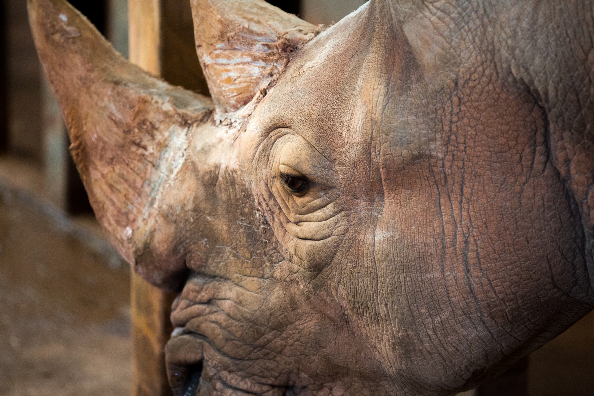 rhino-free-stock-photo-public-domain-pictures