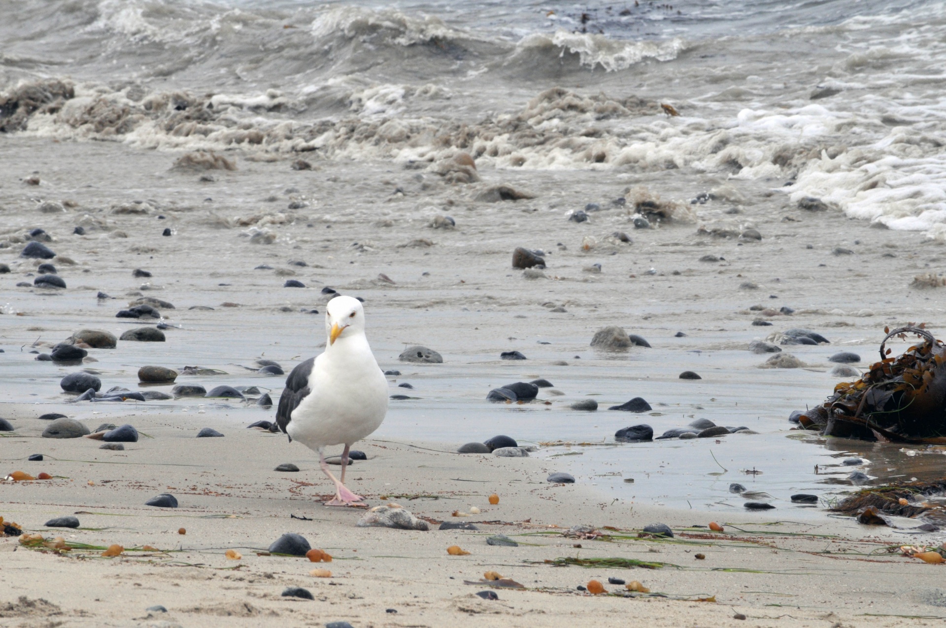 Seagull Walking Along The Ocean