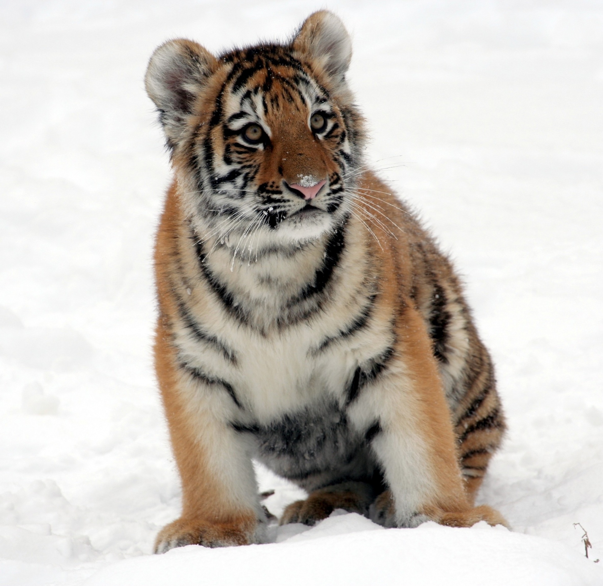 Tiger Cub In The Snow Free Stock Photo - Public Domain Pictures