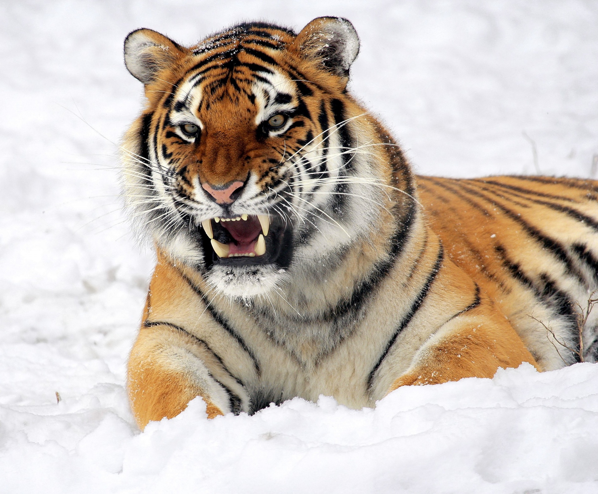 Tygrys w śniegu