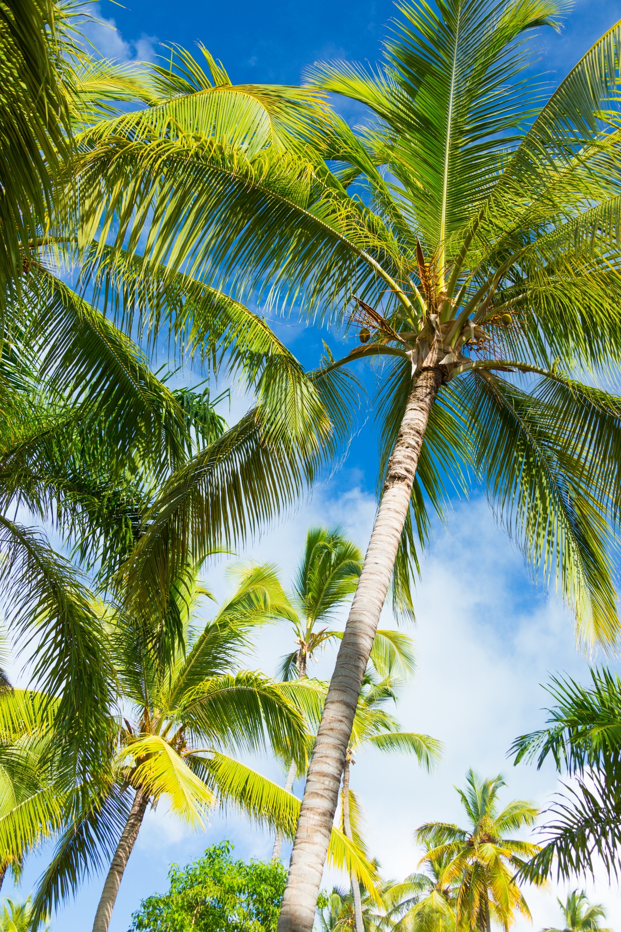 Tropical Palm Tree Free Stock Photo - Public Domain Pictures