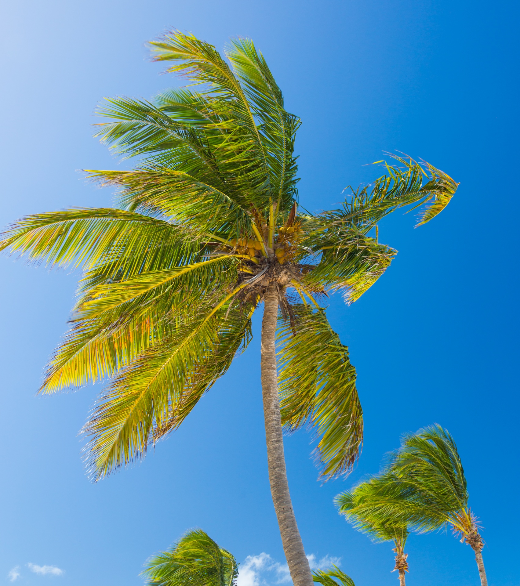 tropical-palm-tree-free-stock-photo-public-domain-pictures
