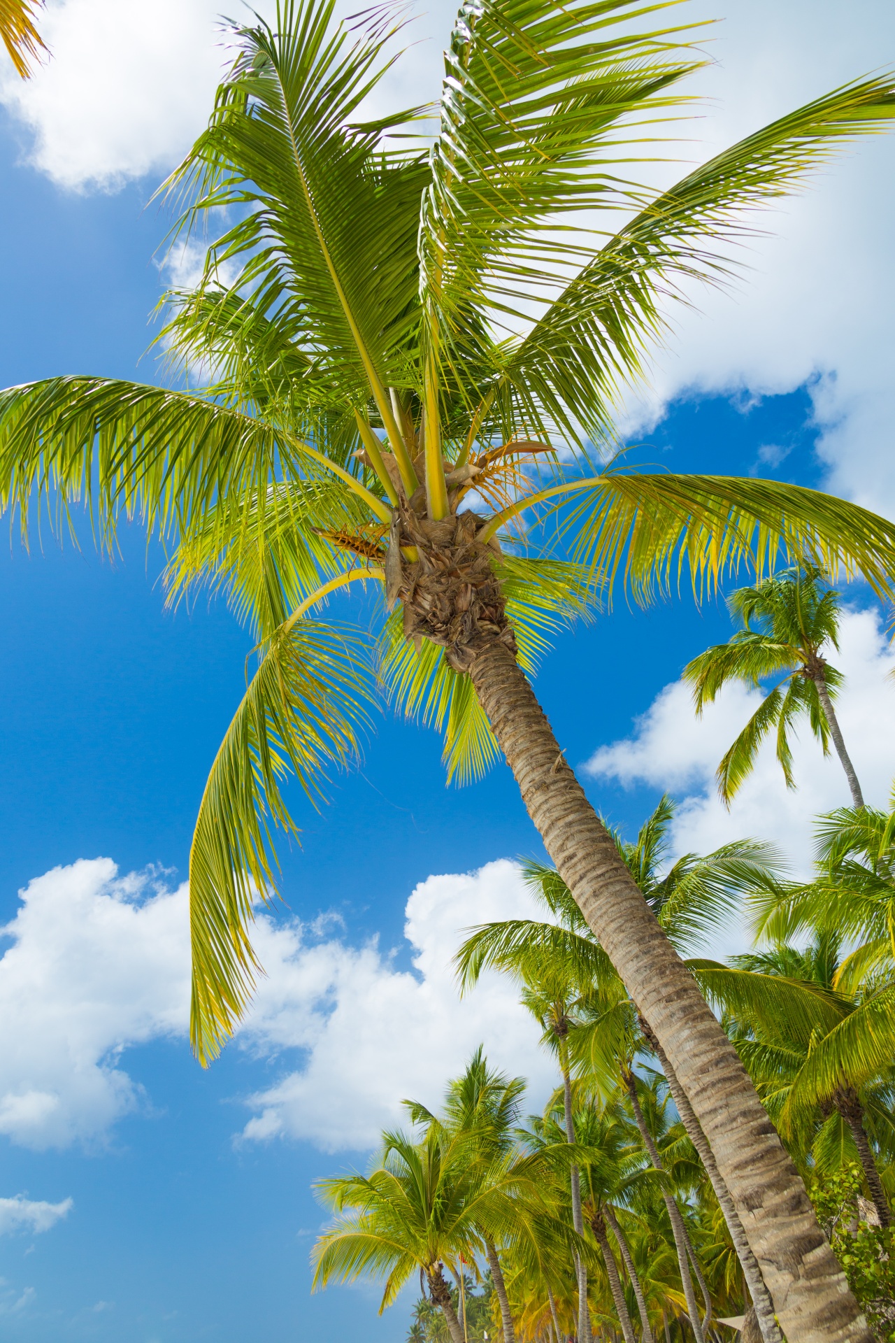 tropical-palm-tree-free-stock-photo-public-domain-pictures