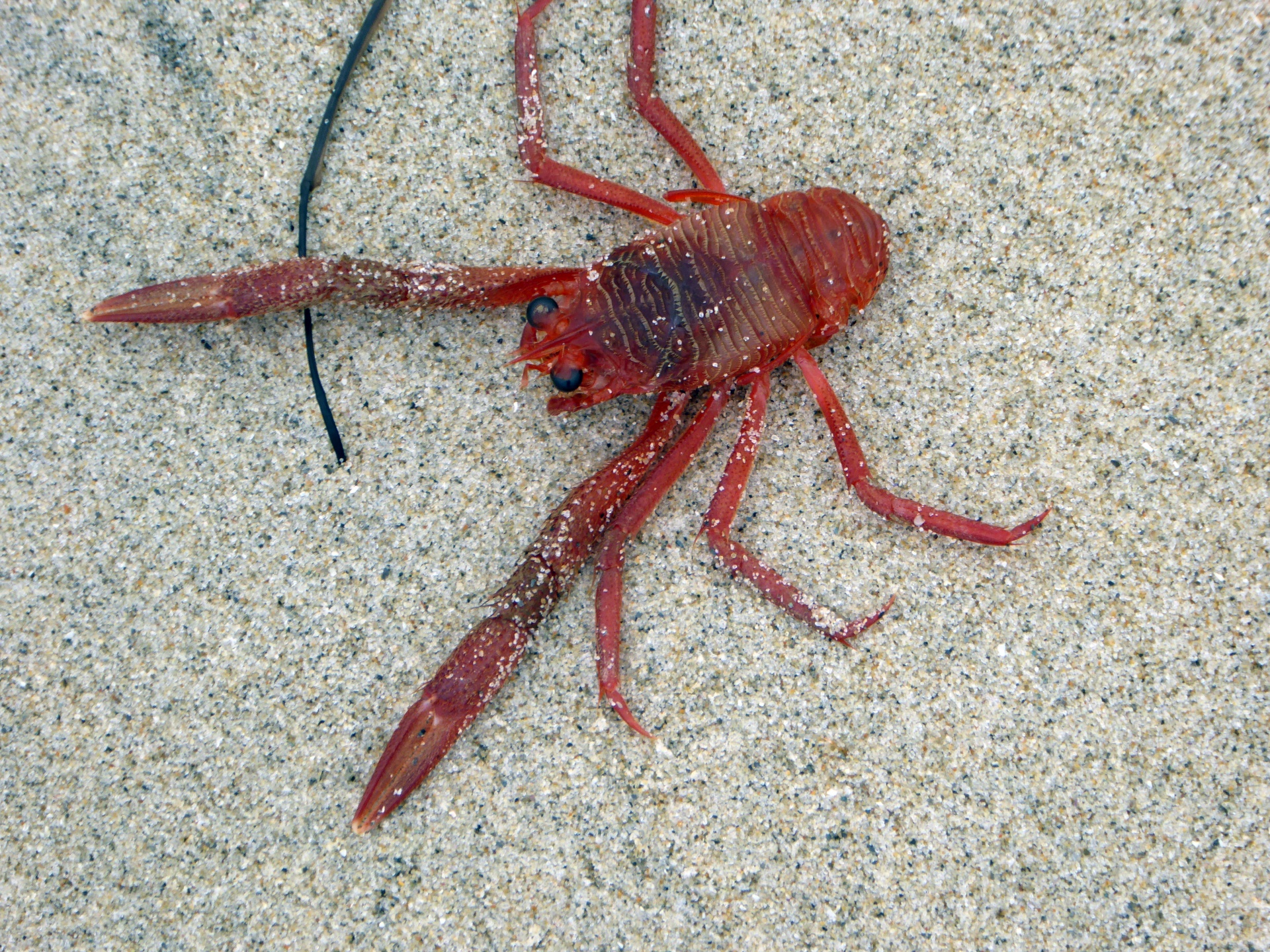 Tonno Crab