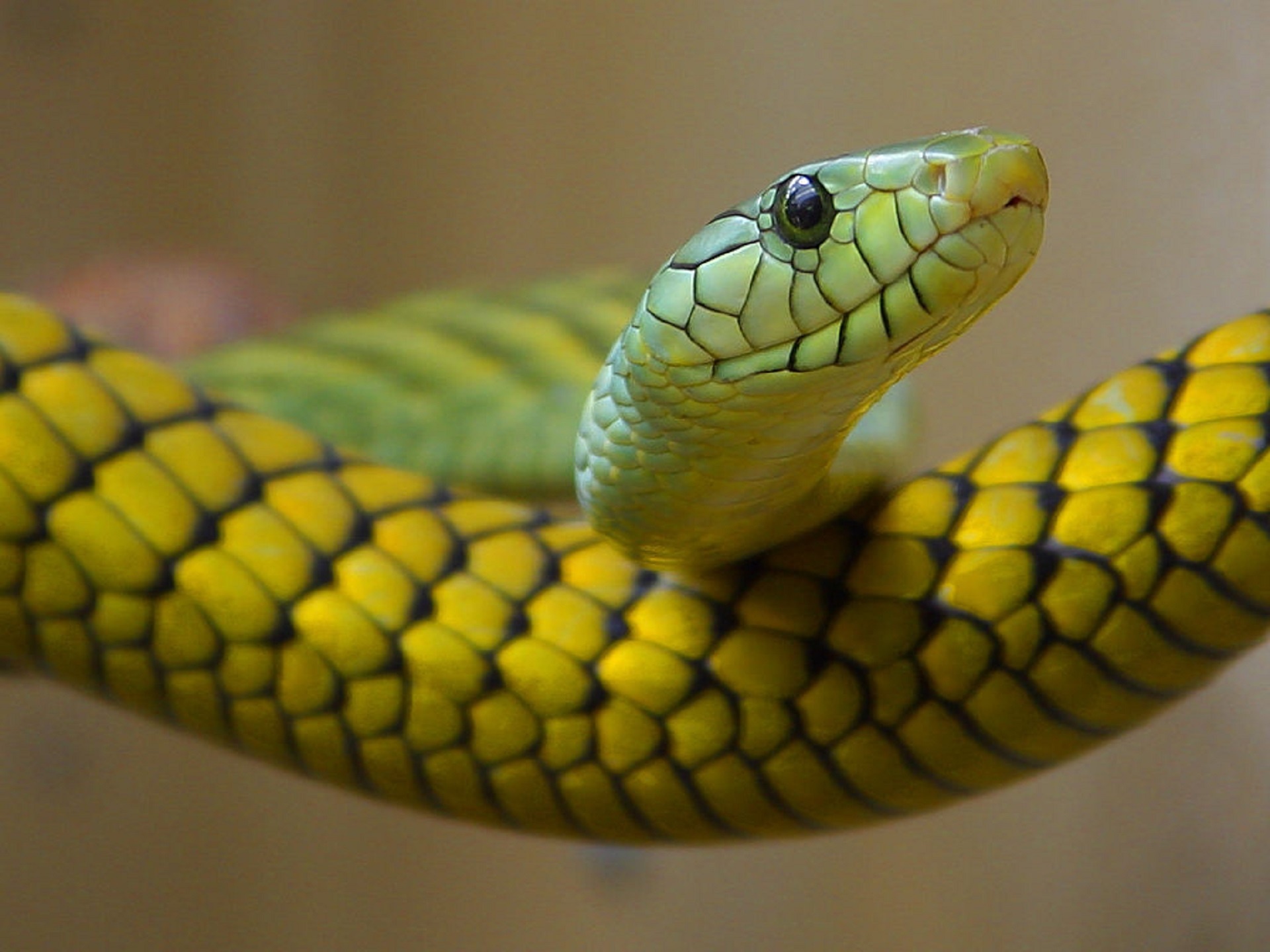 ニシグリーンマンバのヘビ 無料画像 Public Domain Pictures