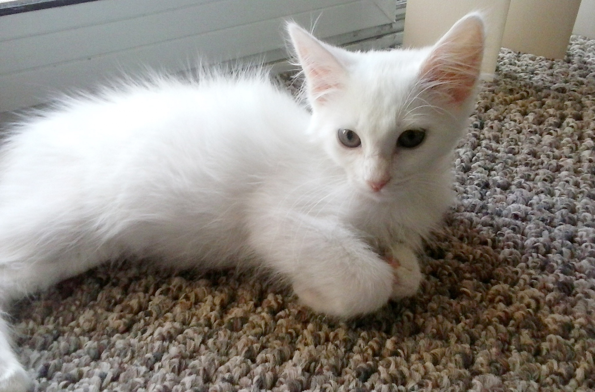 White Kitten Free Stock Photo - Public Domain Pictures