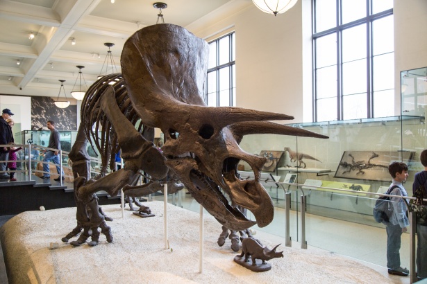 American Museum Of Natural History Free Stock Photo - Public Domain