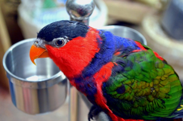 Colorful Parrot Free Stock Photo - Public Domain Pictures