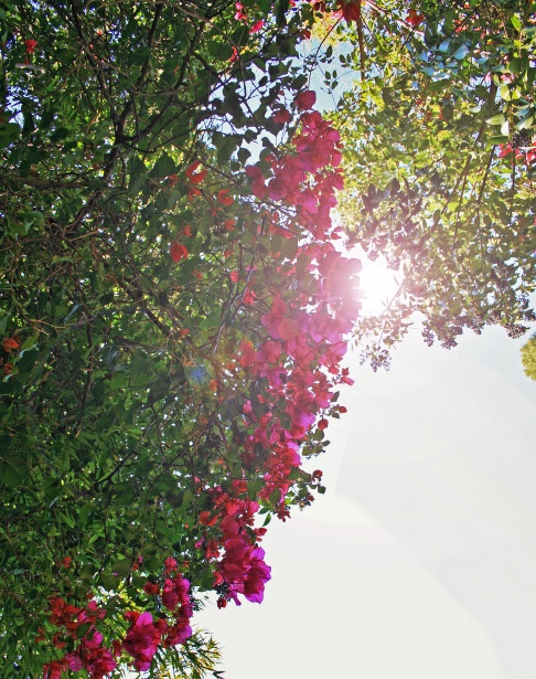 Edge Of Flowers With Lens Flare Free Stock Photo - Public Domain Pictures