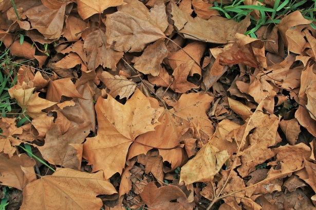 Fallen Leaves Background Free Stock Photo - Public Domain Pictures