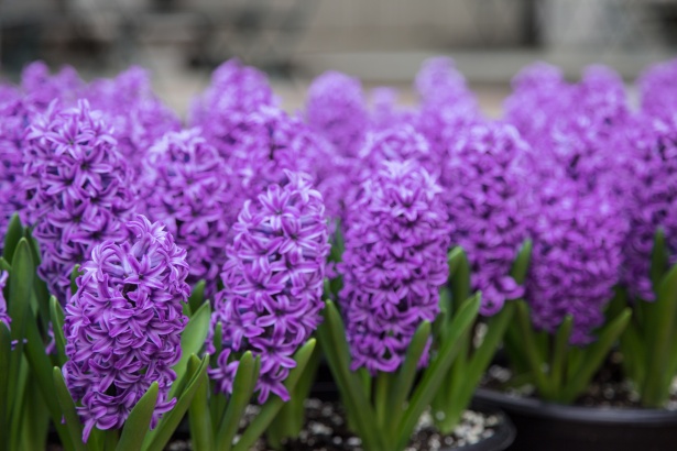 Hyacinth Flowers Free Stock Photo - Public Domain Pictures