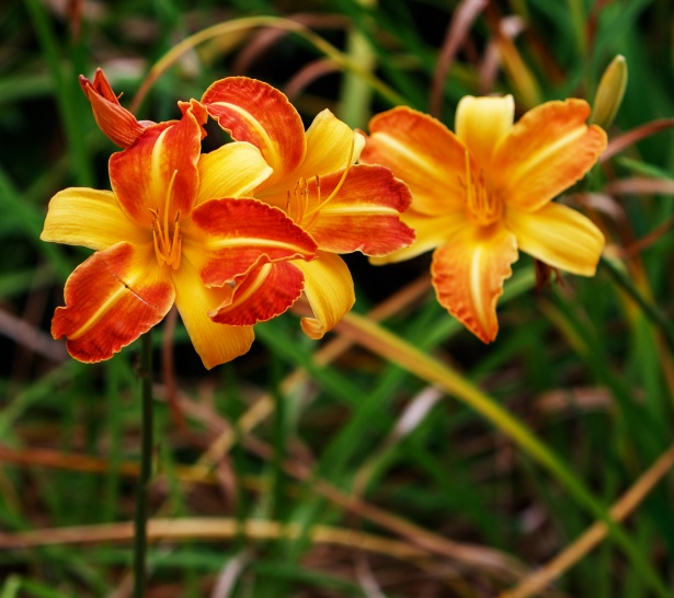 Lirio anaranjado de la flor Stock de Foto gratis - Public Domain Pictures