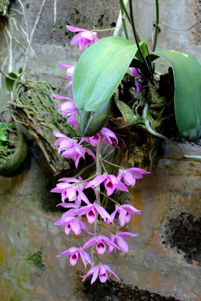 Las orquídeas violetas Stock de Foto gratis - Public Domain Pictures