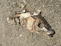 Pesce morto