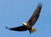 Bald Eagle Fliegen