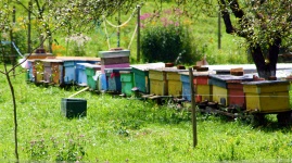 Colmeias de abelhas