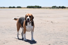Duży pies rasy beagle