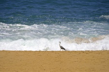 Bird walking on beach