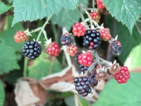 黑莓1