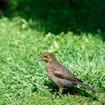 Blackbird Kobieta Ptak