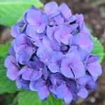 Blauwe bloem V