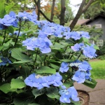 Niebieskie kwiaty IV