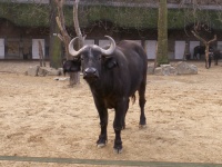 Buffel