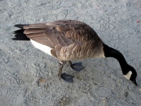 канадского гуся