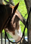 Cavallo di Clydesdale nella sua Stall