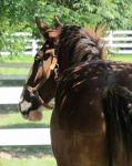 Clydesdale Cavallo in Corral