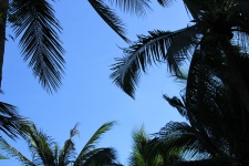 Nucă de cocos copac și Blue Sky