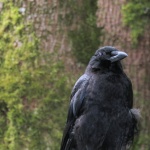 Crow On A Fence 3