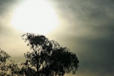 Diffused Sun And Tree