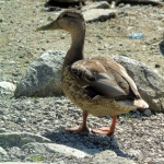 Duck standing