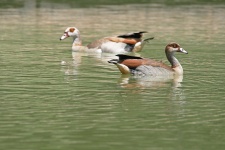 Egyptian geese on the water