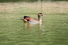 Egyptian Goose On The Water
