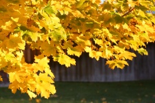 Podzim listí Ladina Branch