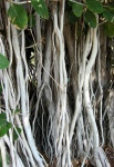 Fügefa Roots