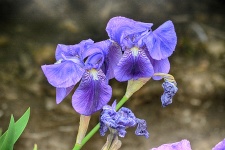 Irisblomma