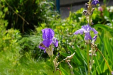 Iris fiori