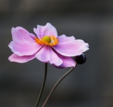 Цветок крупным планом Фиолетовый