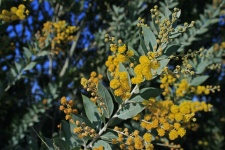 Flores de acacia