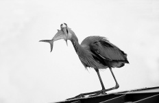Great Blue Heron in Black and white