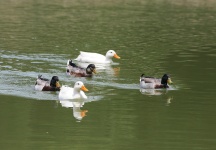 Group of swimming ducks
