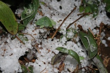 Hailstones between plants