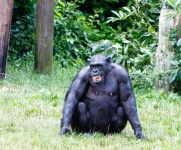 Glücklicher Schimpanse Affe